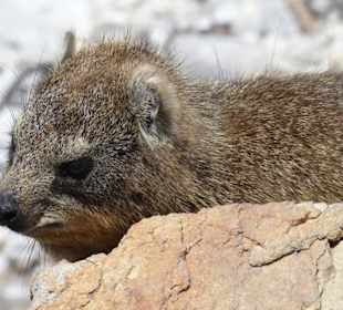 Stoney Point African Penguin Breeding Colony