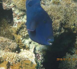 Kanic v pravé laguně