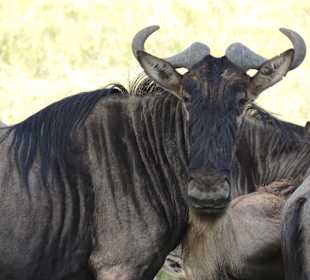 Gnus