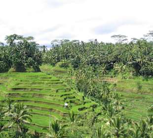 Reisterrasse auf Bali