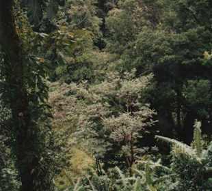 Parc National auf Basse Terre