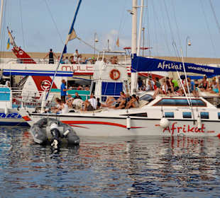 Delphin Safaritour von Morgan aus