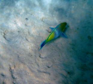 Unterwasserwelt des Riffs