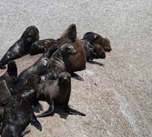 Seehunde