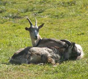 Zwierzęta w zagrodzie