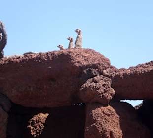 Witzige Erdmännchen