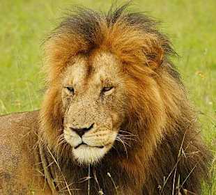 Bin ich nicht ein schöner?