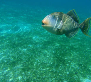 Pseudobalite flavimarginatus