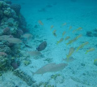 Fische, Fische, Fische