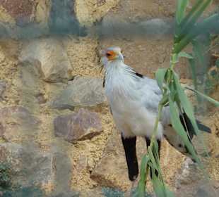 Sekretär