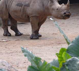 Zoo Singapur