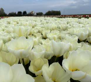 Floratuin Julianadorp