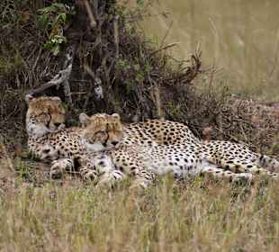 Lazy Cheetahs