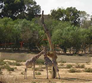 Giraffen