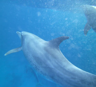 Dank Mogli konnte ich dieses Bild so nah machen