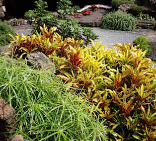 Pflanzen im Jameos del Aqua