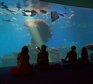 Die faszinierende Unterwasserwelt