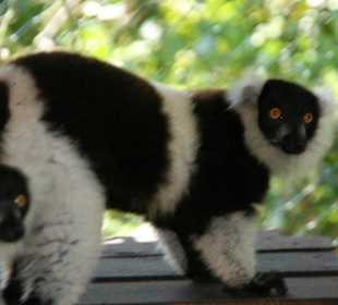 Im Zoo von Sainte Marie