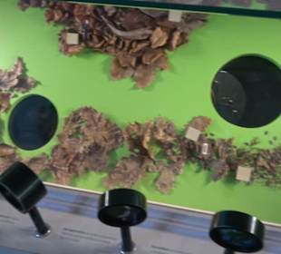 Museum Natur und Mensch