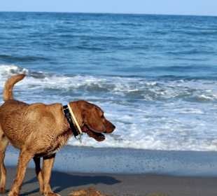 Hundestrand Caorle