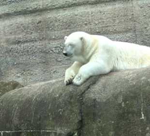 Tierpark Hellabrunn - Polarwelt