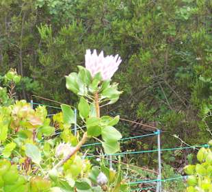 Blüten am Rand