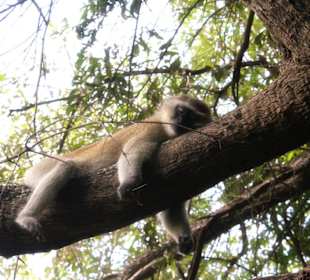 Chillige Affen an den Victoria Falls