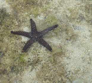 Seestern im knöcheltiefen Wasser