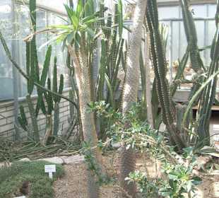 Orto botanico di Praga