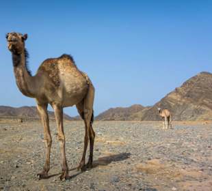 Ausflug Wüstensafari wilde Kamele