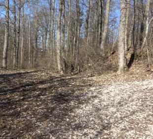 Burgruine Hohenstein