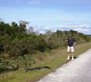 Straße, Alligator, Besucher
