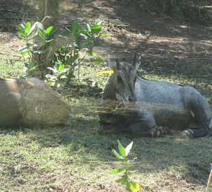 В зоопарке Бали