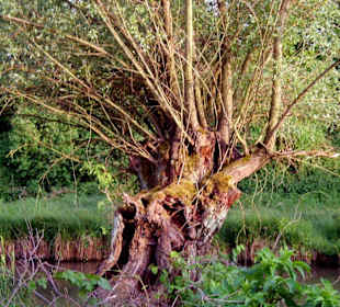 Im Naturschutzgebiet