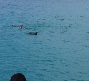 Delphine waren auch da