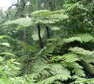 Geführte Touren Karibu Safaris Uganda
