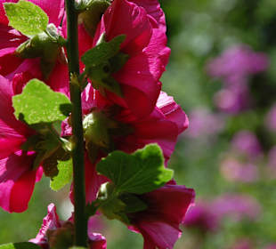 Muzeum Wsi Lubelskiej