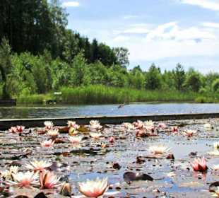 Teichrosen im Wassergarten