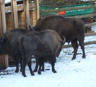 Winter- Wisentgehege im Nationalpark