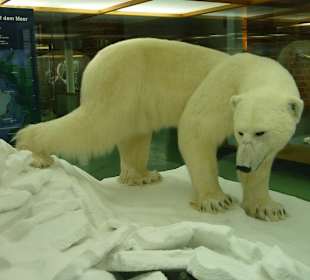 Ausstellung im Museum