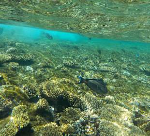 Schnorcheln Sharm el Sheikh