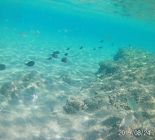 Schnorcheln Hausriff Beach Albatros Palace Resort Hurghada