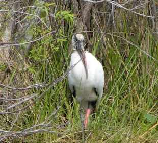 Everglades National Park: Anhinga Trail
