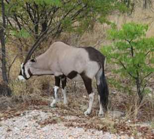 Oryx (Gemsbock)