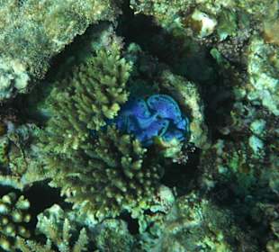 Hausriff Arabia Azur