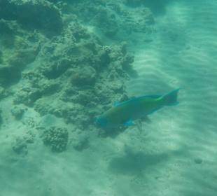 Schnorcheln Hurghada