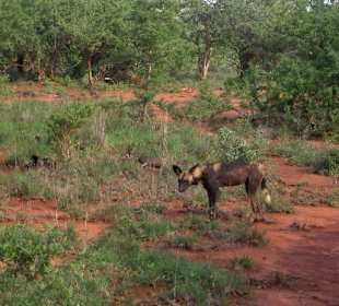 Wildhund