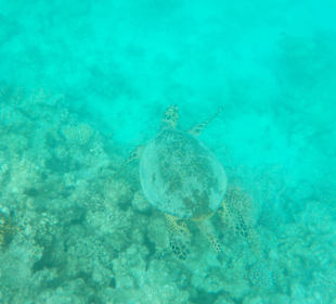 Schnorcheln Hurghada