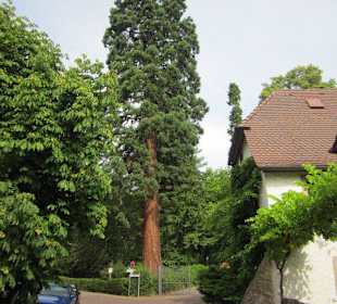 Gleisweiler Kurpark