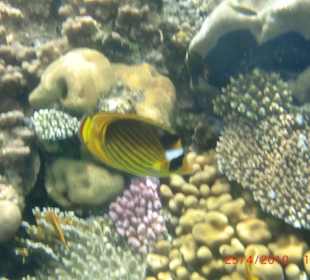 Hausriff (Hotel Shores Aloha)